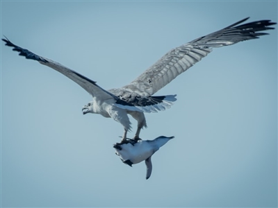 Haliaeetus leucogaster (White-bellied Sea-Eagle) at Tura Beach, NSW - 25 Oct 2019 by peterharris