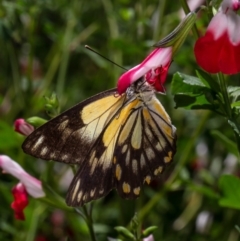 Belenois java (Caper White) at Macgregor, ACT - 1 Apr 2020 by Roger