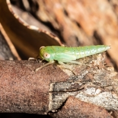 Cicadellidae (family) (Unidentified leafhopper) at Umbagong District Park - 1 Apr 2020 by Roger