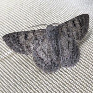 Crypsiphona ocultaria at Aranda, ACT - 1 Apr 2020