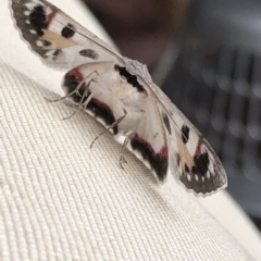 Crypsiphona ocultaria at Aranda, ACT - 1 Apr 2020