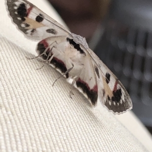 Crypsiphona ocultaria at Aranda, ACT - 1 Apr 2020