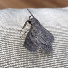 Crypsiphona ocultaria at Aranda, ACT - 1 Apr 2020