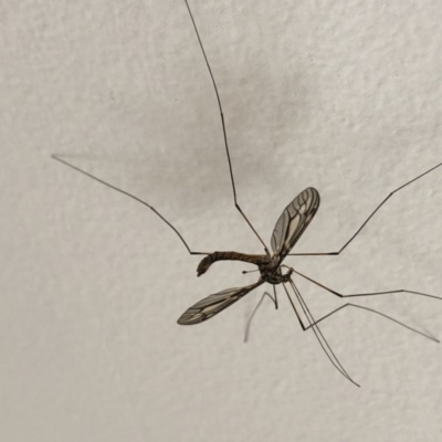 Ptilogyna sp. (genus) (A crane fly) at Aranda, ACT - 29 Mar 2020 by Jubeyjubes