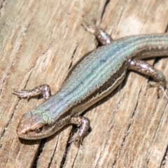 Lampropholis guichenoti (Common Garden Skink) at Chapman, ACT - 1 Apr 2020 by SWishart