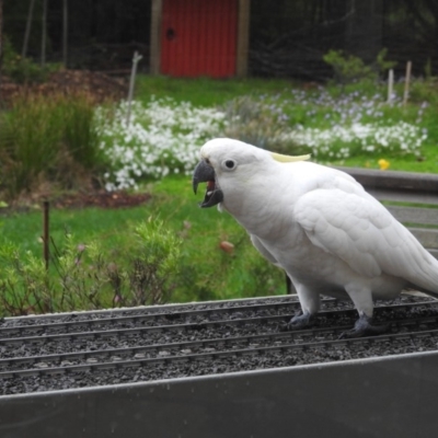 Cacatua galerita (Sulphur-crested Cockatoo) at Burradoo - 1 Apr 2020 by GlossyGal