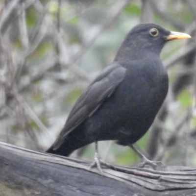 Turdus merula (Eurasian Blackbird) at Burradoo, NSW - 1 Apr 2020 by GlossyGal