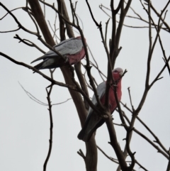 Eolophus roseicapilla (Galah) at Burradoo, NSW - 1 Apr 2020 by GlossyGal