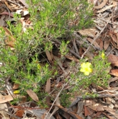 Hibbertia calycina (Lesser Guinea-flower) at Dunlop, ACT - 31 Mar 2020 by sangio7
