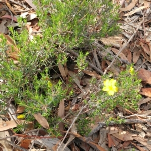 Hibbertia calycina at Dunlop, ACT - 31 Mar 2020