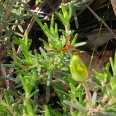 Hibbertia calycina at Dunlop, ACT - 31 Mar 2020