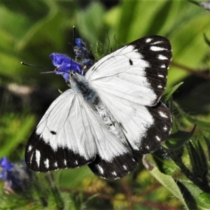 Belenois java at Paddys River, ACT - 1 Apr 2020