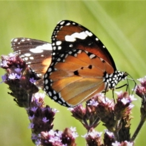 Danaus petilia at Tennent, ACT - 1 Apr 2020 03:12 PM