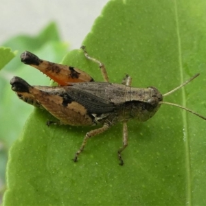 Phaulacridium vittatum at Kambah, ACT - 29 Dec 2019 06:25 PM