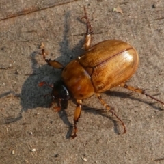 Cyclocephala signaticollis (Argentinian scarab) at Kambah, ACT - 30 Dec 2019 by HarveyPerkins