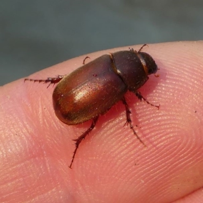 Melolonthinae (subfamily) (Cockchafer) at Kambah, ACT - 30 Dec 2019 by HarveyPerkins