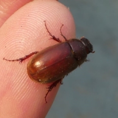 Melolonthinae (subfamily) at Kambah, ACT - 30 Dec 2019 08:51 AM