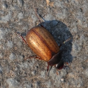 Sericesthis geminata at Kambah, ACT - 30 Dec 2019 08:55 AM