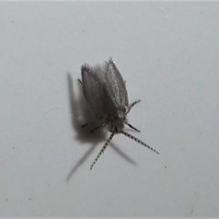 Psychodidae sp. (family) (Moth Fly, Drain Fly) at Kambah, ACT - 30 Dec 2019 by HarveyPerkins