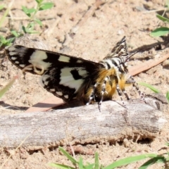 Apina callisto (Pasture Day Moth) at Macarthur, ACT - 31 Mar 2020 by RodDeb