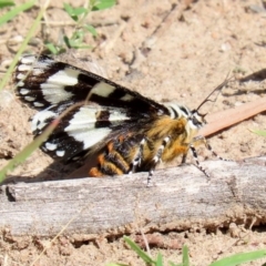 Apina callisto at Macarthur, ACT - 31 Mar 2020 02:07 PM