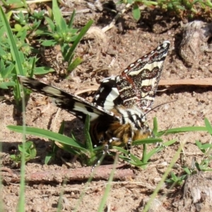 Apina callisto at Macarthur, ACT - 31 Mar 2020