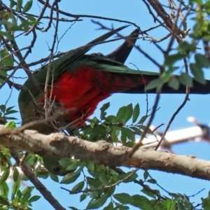 Alisterus scapularis at Macarthur, ACT - 31 Mar 2020