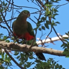 Alisterus scapularis at Macarthur, ACT - 31 Mar 2020