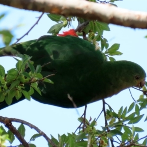 Alisterus scapularis at Macarthur, ACT - 31 Mar 2020