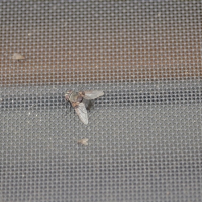 Rutilia (Donovanius) sp. (genus & subgenus) (A Bristle Fly) at Wamboin, NSW - 30 Jan 2020 by natureguy