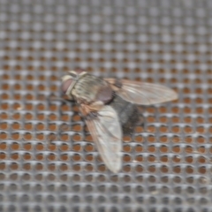 Rutilia (Donovanius) sp. (genus & subgenus) at Wamboin, NSW - 30 Jan 2020