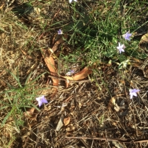 Wahlenbergia sp. at Hughes, ACT - 31 Mar 2020 05:40 PM