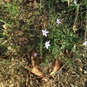 Wahlenbergia sp. at Hughes, ACT - 31 Mar 2020 05:40 PM