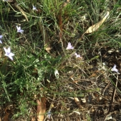 Wahlenbergia sp. at Hughes, ACT - 31 Mar 2020