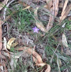 Wahlenbergia sp. (Bluebell) at Hughes, ACT - 1 Apr 2020 by jennyt