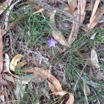Wahlenbergia sp. (Bluebell) at Hughes, ACT - 1 Apr 2020 by jennyt