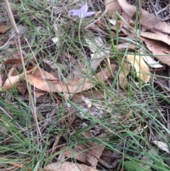 Wahlenbergia sp. at Hughes, ACT - 1 Apr 2020