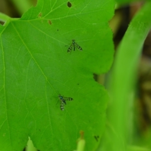 Heteropsilopus ingenuus at QPRC LGA - 31 Jan 2020