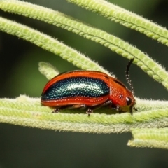 Calomela curtisi (Acacia leaf beetle) at Umbagong District Park - 1 Apr 2020 by Roger