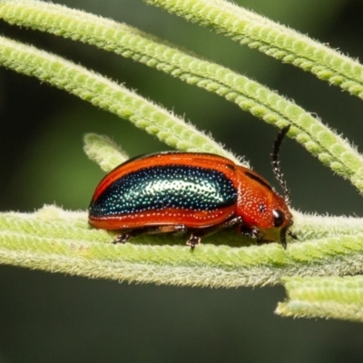 Calomela curtisi (Acacia leaf beetle) at Umbagong District Park - 1 Apr 2020 by Roger