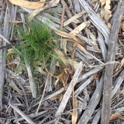Austrostipa scabra (Corkscrew Grass, Slender Speargrass) at Hughes, ACT - 1 Apr 2020 by jennyt