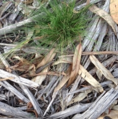 Austrostipa scabra at Hughes, ACT - 1 Apr 2020