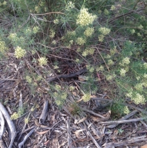 Cassinia quinquefaria at Hughes, ACT - 1 Apr 2020