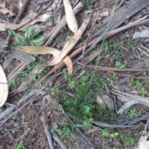 Austrostipa sp. at Hughes, ACT - 1 Apr 2020