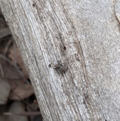 Salticidae (family) (Unidentified Jumping spider) at Dunlop, ACT - 31 Mar 2020 by MattM