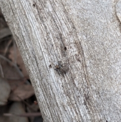 Salticidae (family) (Unidentified Jumping spider) at Woodstock Nature Reserve - 31 Mar 2020 by MattM