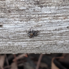 Salticidae (family) at Dunlop, ACT - 1 Apr 2020 07:02 AM