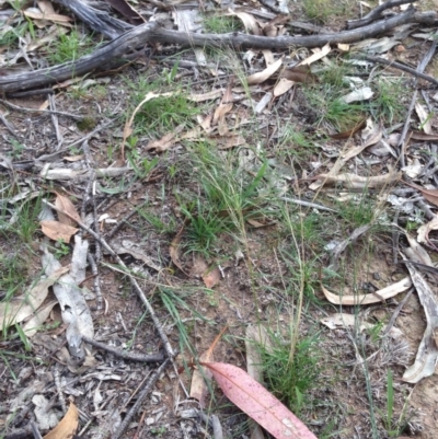 Austrostipa scabra (Corkscrew Grass, Slender Speargrass) at Hughes, ACT - 1 Apr 2020 by jennyt