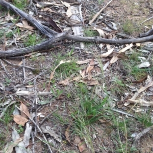 Austrostipa scabra at Hughes, ACT - 1 Apr 2020