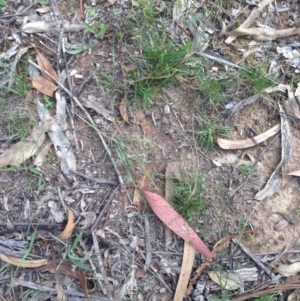 Austrostipa scabra at Hughes, ACT - 1 Apr 2020